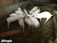 猪（批次，未指定性别）, Pigs — 照片 3