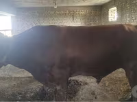 Goveda (partija, pol nije naveden), Red Estonian cattle — fotografija 2