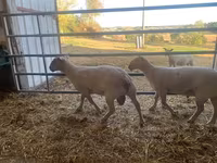 Ovan, Charollais sheep — fotografija 1