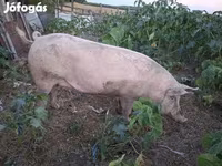 सूअर (लॉट, लिंग निर्दिष्ट नहीं), सूअर — फ़ोटो 2