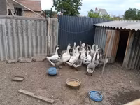 Geese — Foto 2