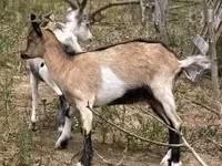 बकरी, Nubian Goat — फ़ोटो 2