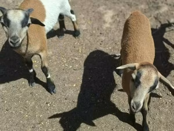 Вівці (партія, стать не вказано), Cameroon sheep — Угорщина