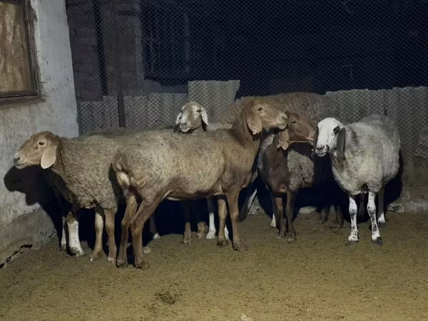 雌羊, Arashan sheep