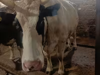 Cow, Simmental cattle — photo 1