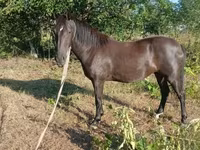 Madyan, Nonius horse — foto 3