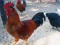 Ayam Cemani — zdjęcie 8