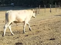 Bik, Charolais cattle — fotografija 8