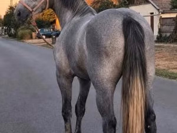 Mare, Appaloosa