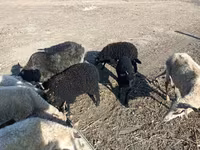 Bélier, Moutons — photo 1
