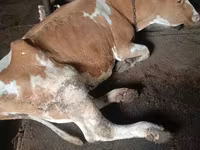 Cow, Simmental cattle — photo 4