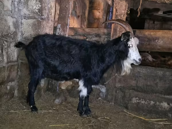 Koza, Kamori goats