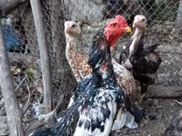 Chickens — photo 1