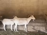 Koza, Pomellata goat — fotografija 1