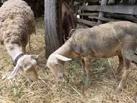 Brebis, Luzein sheep — photo 2
