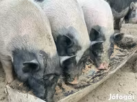 Schweine (Partie, Geschlecht nicht angegeben), Schweine — Foto 3