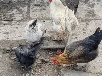 Chickens — الصورة 2