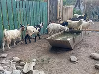 Jarac, Pomellata goat — fotografija 7