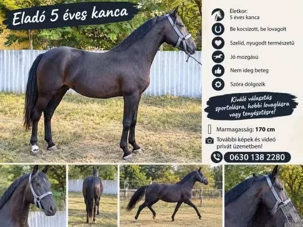 Égua, Nonius horse