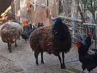 Ovca, Karabakh sheep — fotografija 3