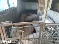 猪（批次，未指定性别）, Pigs — 照片 8