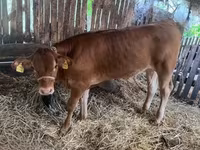 Buqa, Simmental cattle — 3-rasm