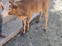 Bovins (lot, sexe non indiqué), Simmental cattle — photo 5
