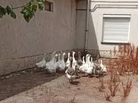 Geese — Foto 5