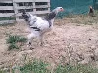 Brahma — Foto 5