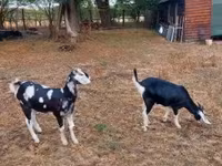 Koza, Nubian Goat — zdjęcie 2