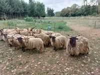 Ovce (partija, pol nije naveden), Racka sheep — fotografija 3