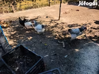 Turkeys — Foto 7