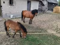 母马, Horses — 照片 1