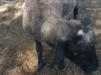 Qoç, Tsigai sheep — foto 2