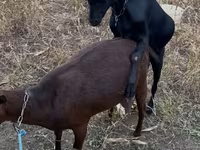 Ziegenbock, Murcia-Granada goats — Foto 1