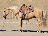 Pastuv, Quarter Horse — fotografija 5