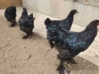 براهما — الصورة 6