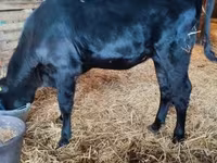 Kuh, Aberdeen-Angus — Foto 2