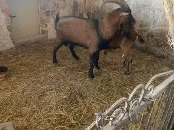 公山羊, Alpine goat