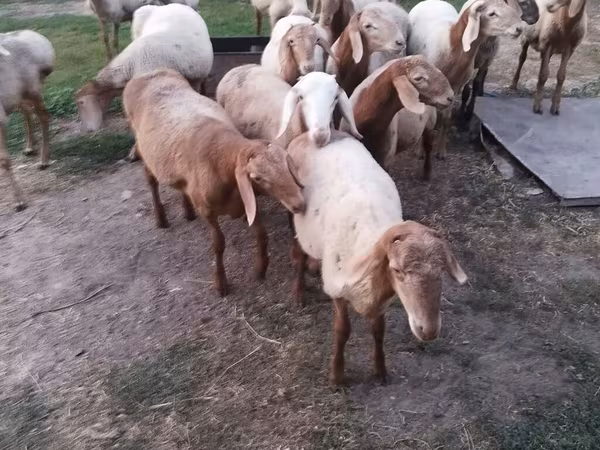 Ovan, Rhon sheep