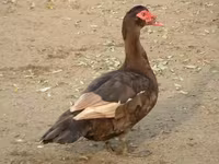 Ducks — foto 1