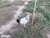 ससेक्स — फ़ोटो 4