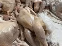Chickens — Foto 5