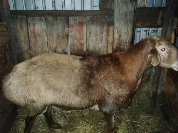 Баран, Hissar sheep