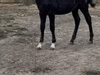 Koń, Konie — zdjęcie 2