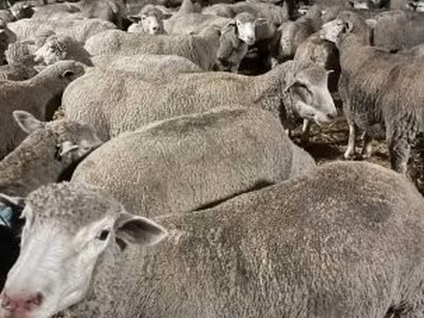 Owca, Ile-de-France sheep