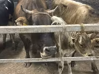 Krava, Ukrainian Brown Dairy Cattle — fotografija 2
