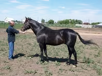 Pastuv, Standardbred — fotografija 4