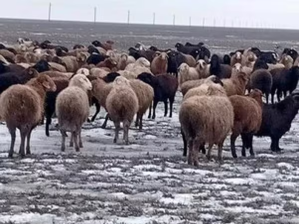 Ovan, Овце