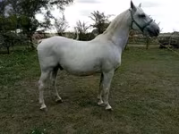 At, Lipizzaner — foto 1